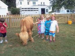 Get your kids photos with our friendly animals. The Teeny Tiny Farm Virginia Traveling Petting Zoo Pony Rides Zoo Animals Petting Zoo Party Miniature Cows