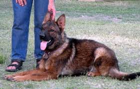 He will make a fantastic family companion. Pin On Gsd