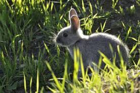 Both are available as fertilizer, in garden centers. The 5 Best Rabbit Repellent Sprays These Rabbit Deterrent Spray Products Are Unbeatable Rabbit Remover
