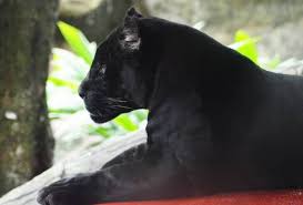 Panglima kumbang sosok hebat yang disegani di tanah dayak. Carian Mengenai Topik Harimau Bintang Astro Awani
