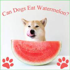 The red part of the watermelon is fine though. Can Dogs Eat Watermelon What About Watermelon