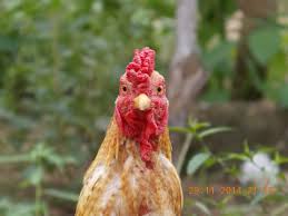 Tradngon ayam / tradngon ayam / ayam bangkok super. What Is The Meaning Of Ayam Jantan