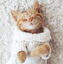How To Help Autoimmune Disease In Cats Two Crazy Cat Ladies