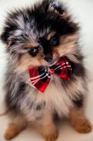 Pomeranian Dog Breed Information Cute Baby Animals