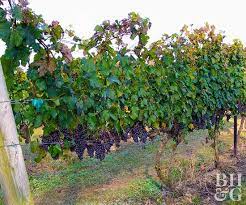 You can get them from grapes you've purchased, from a nursery, from your yard's wild grapevines (in some areas), or from another gardener. How To Grow Grapes Better Homes Gardens