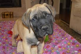 Advertise, sell, buy and rehome bullmastiff dogs and puppies with pets4homes. Bullmastiff Puppies For Sale Fresno Ca 225694