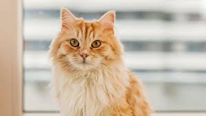 Cat hair loss can seem quite alarming if you discover your cat is suffering from it. Understanding Cat Dandruff Royal Canin Royal Canin