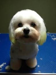 Cute Maltese Witg Rounded Muzzle And Dyed Ear Tips Maltese Dogs Grooming Dog Grooming Pet Grooming