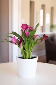 Water thoroughly whenever the top layer of soil looks dry or the plant looks limp. Growing And Care Of Calla Lily Flowers Calla Lily Flowers Lily Plant Care Calla Lily Care Indoors