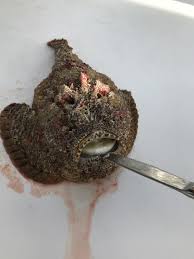 stone fish at edgewater resort rarotonga edgewater resort stone