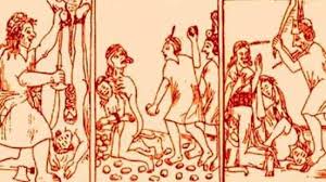 Image result for Justicia incana