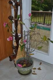 Too much or too little water can be reasons for yellow mandevilla leaves. 16 Mandevilla Ideas Mandevilla Vine Planting Flowers Garden Vines