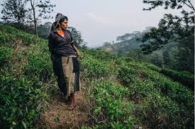 Sri lanka (formerly called ceylon) has a climate and varied elevation that allows for the production of both camellia sinensis var. The 150 Year Old Story Of Sri Lankan Tea Making Bbc News