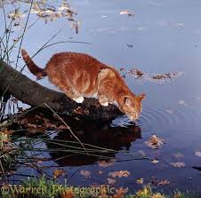 My light colored orange tabby cat, ginny, has copper colored eyes! Pretty Pale Ginger Tabby She Cat With Copper Amber Eyes Description From Floodclan Shorestar Blogspot Com I Searched For This Pretty Cats Wild Cats Cute Cats