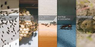 Stink bugs are considered an agricultural pest to commercial farmers due to the huge losses they incur in the produce industry every year, especially growers of apples, peaches, and pears. Platinum Pest Control Inc é¢†è‹±