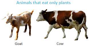 Food For Animals Different Animals Eat Different Kinds Of Food Examples
