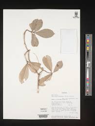 Image result for Manilkara koechlinii