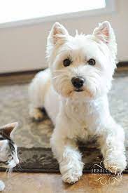 Pin By Nicole Csonka Zroback On Farmhouse Living Westie Dogs Westies West Highland Terrier