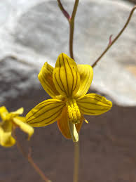 Image result for Cyanella lutea