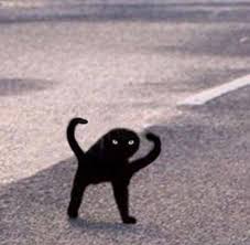 Cursed Cat Know Your Meme With tenor, maker of gif keyboard, add popular cursed animated gifs to your conversations. cursed cat know your meme