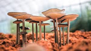 Les champignons qui contiennent l'hmol sine peuvent tre comesti!le mais ils doivent tre chauffs avant ingestion a de trs nom!reuses espces de champignons, dont piph tes, endogs ou aquatiques, et il en reste. Champignons Hallucinogenes Et Meditation Meilleurs Allies Contre La Depression Qui Nous Guette
