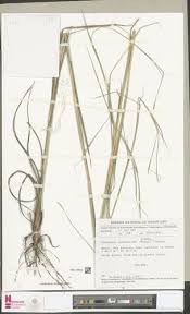 Image result for Isachne kiyalaensis