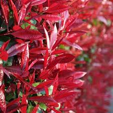 Fabulous Evergreen With Red Young Foliage In 2020 Photinia Red Robin Red Robin Tree Plants