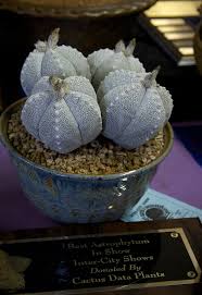 It's the largest of its kind in the us. Iccssimg 1581 Cactus And Succulent Society Of America Flickr