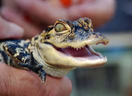 Babyalligators Alligators Reptiles Baby Alligator Smiling Animals Cute Reptiles