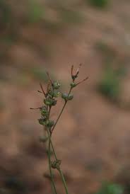 Image result for Kohautia aspera