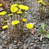 It is sometimes mistaken for dandelion , which is related and similar in general appearance but has different characteristics. 1