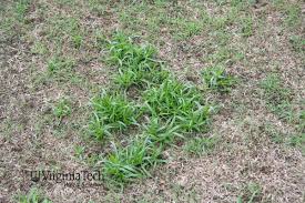 Image result for Kyllinga