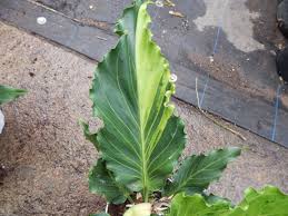 Anthurium Plowmanii Variegated At Nursery Rainforest Plants Anthurium Plant Anthurium
