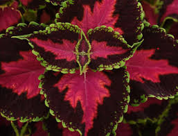 Winter splash is the only variegated wintergreen plant available, adding pops of white and pink to the festive displays of color. Winter Splash Wintergreen Farwest Show Portland Oregon