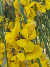 Image result for Spartium