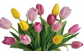 There are more than 3,000 species of cultivated tulips, in nearly all shades of the rainbow! Tulip Bunch Cf12 05 Bunches Flower Co