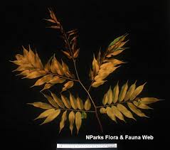 Image result for Platysepalum