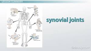 The Six Types Of Synovial Joints Examples Definition