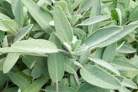 Image result for Salvia