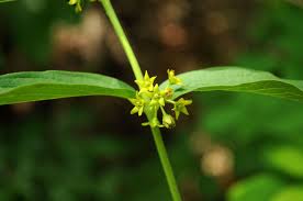 Image result for Vincetoxicum apiculatum