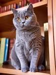 British Shorthair Female Vs Male Cat – My British Shorthair