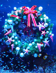 S E A Aquarium Blog Dolphin Island Blog Fish Swimming Christmas Celebrations Marine Animals