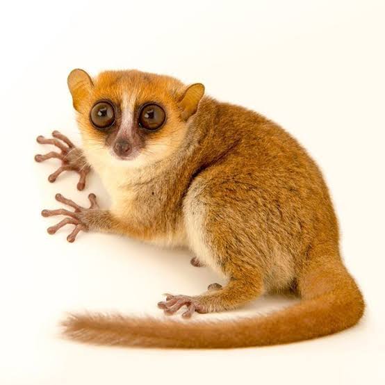 brown mouse lemur