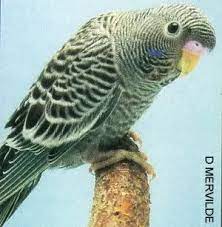 If you try to breed red budgies, you will go mad. 9 Best Black Face Budgie Ideas Budgies Bird Budgerigar Budgies