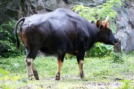 Malay Guar Boga