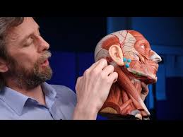 Ammar Hadi Kadhim, MD, IFAANS: Diving in the Rhoton Collection