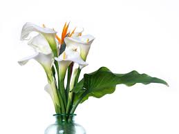 Grow calla lilies for their magnificent flowers in perennial borders or as a house plant. What You Must Know About Potted Calla Lily Care Gardenerdy