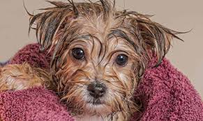 People often think about how many times can a dog get pregnant, without thinking the consequences. Puppy Bath Time When And How To Bathe A Puppy