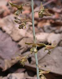 Image result for Eulophia hereroensis