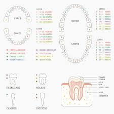 baby teething early dental care potomac pediatric dentistry